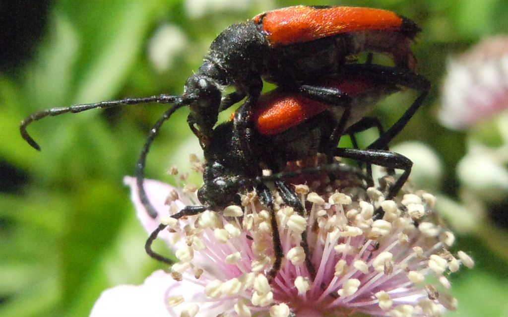 Stictoleptura cordigera accoppiamento